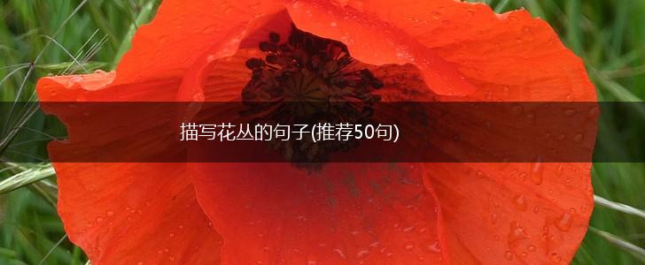 描写花丛的句子(推荐50句),第1张