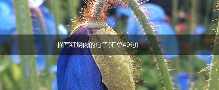 描写红烧肉的句子(汇总40句),第1张