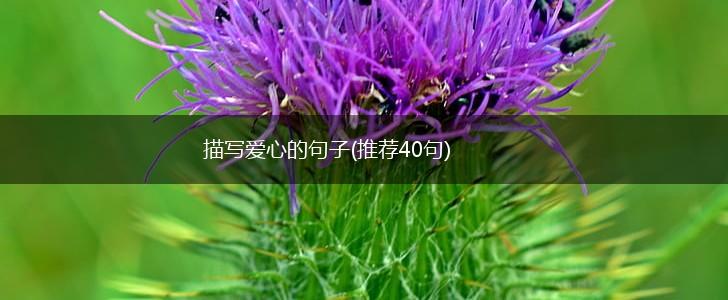 描写爱心的句子(推荐40句),第1张