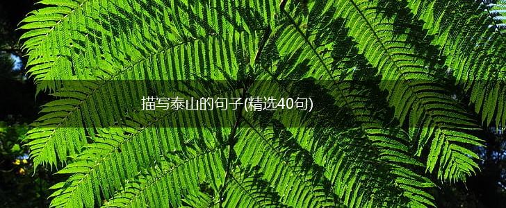 描写泰山的句子(精选40句),第1张