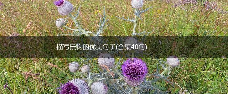 描写景物的优美句子(合集40句),第1张