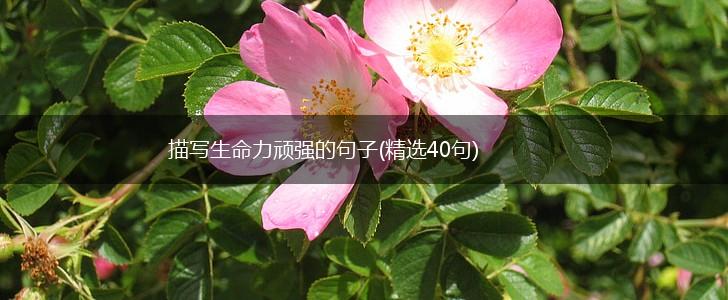 描写生命力顽强的句子(精选40句),第1张