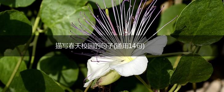 描写春天校园的句子(通用14句),第1张