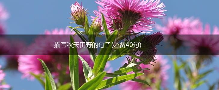 描写秋天田野的句子(必备40句),第1张