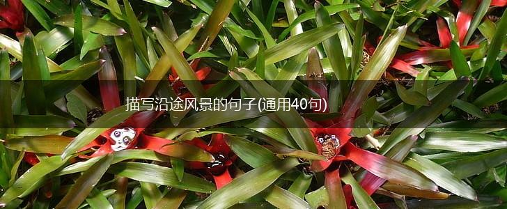 描写沿途风景的句子(通用40句),第1张