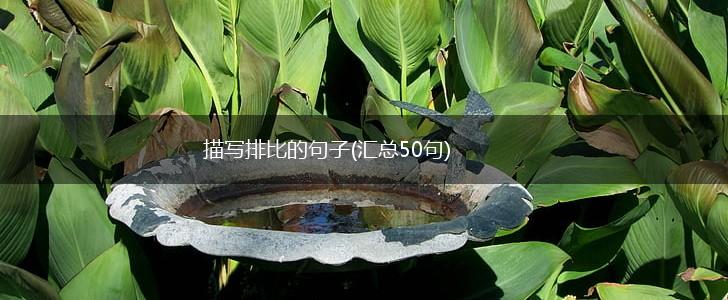 描写排比的句子(汇总50句),第1张