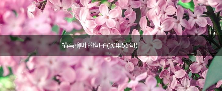 描写柳叶的句子(实用55句),第1张