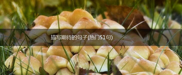 描写期待的句子(热门51句),第1张