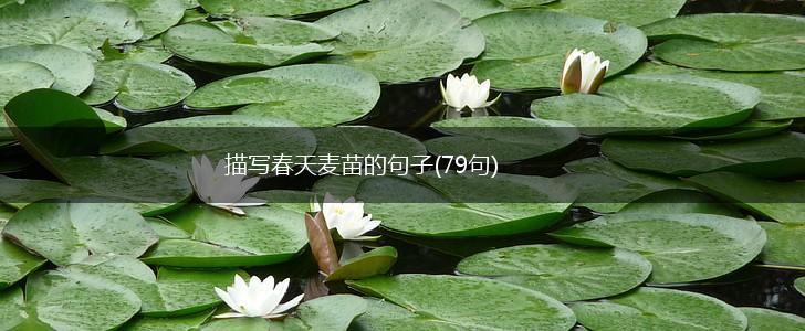 描写春天麦苗的句子(79句),第1张