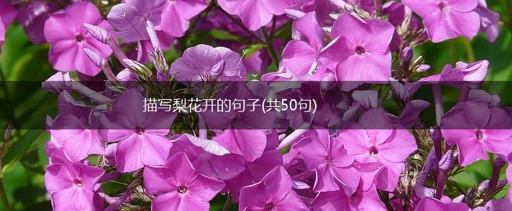 描写梨花开的句子(共50句),第1张 描写梨花开的句子(共50句),第1张