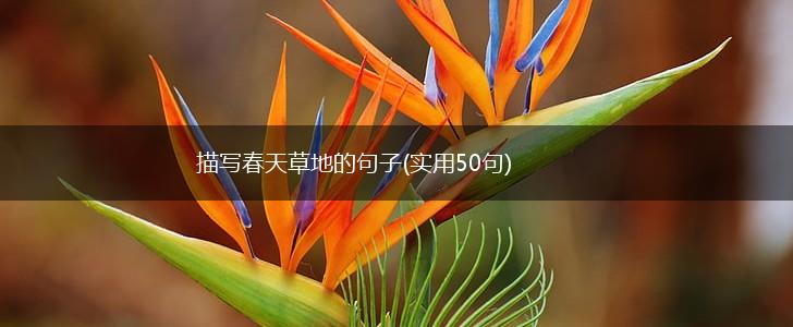 描写春天草地的句子(实用50句),第1张