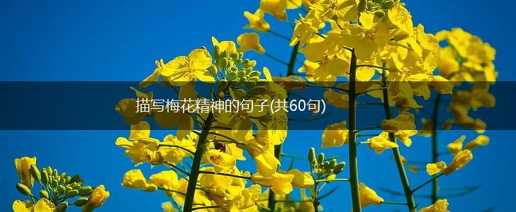 描写梅花精神的句子(共60句),第1张