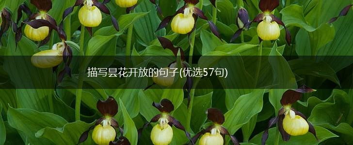 描写昙花开放的句子(优选57句),第1张