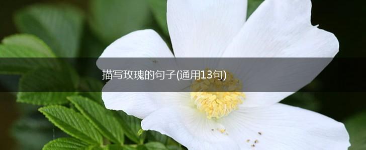 描写玫瑰的句子(通用13句),第1张