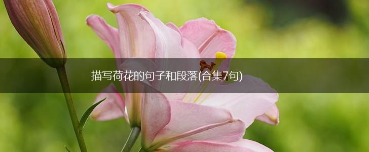 描写荷花的句子和段落(合集7句),第1张