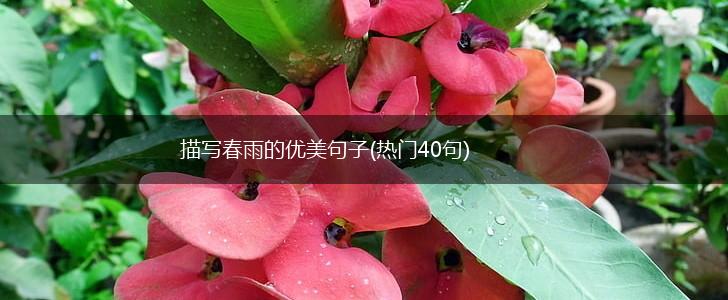 描写春雨的优美句子(热门40句),第1张