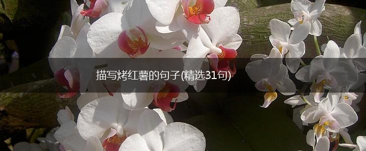 描写烤红薯的句子(精选31句),第1张