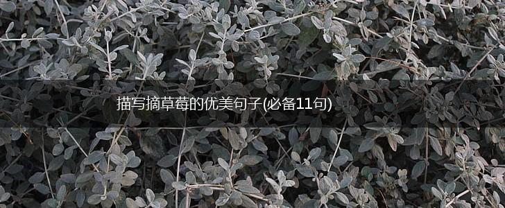 描写摘草莓的优美句子(必备11句),第1张
