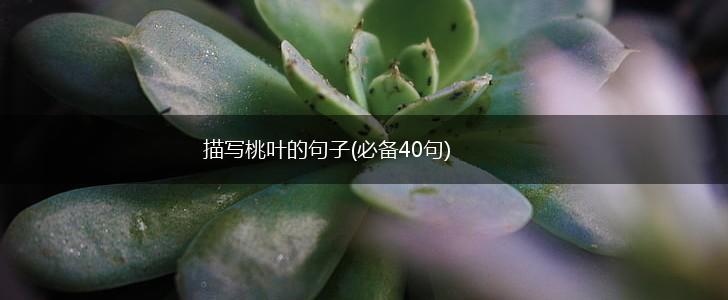 描写桃叶的句子(必备40句),第1张