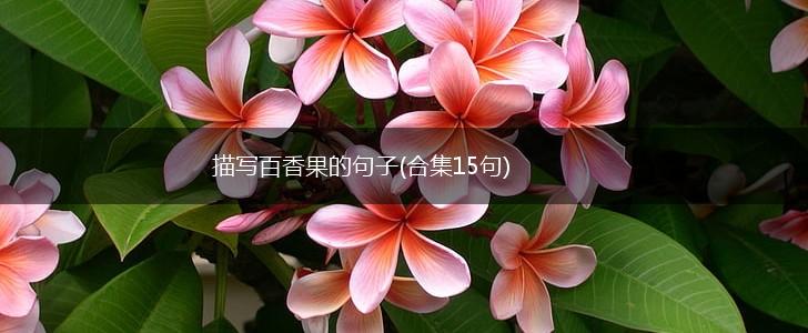 描写百香果的句子(合集15句),第1张