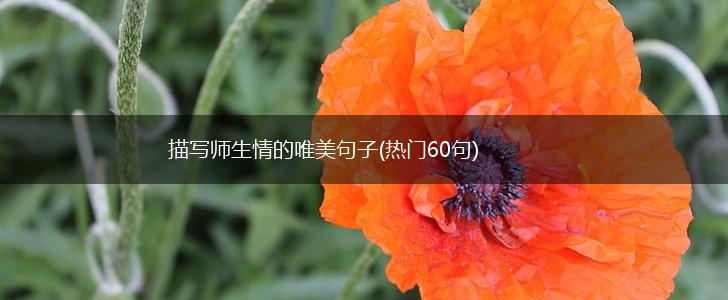 描写师生情的唯美句子(热门60句),第1张