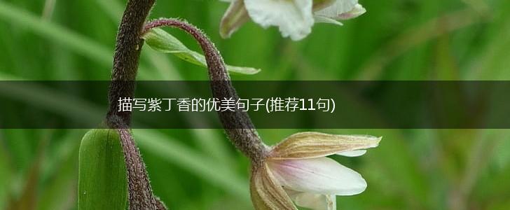 描写紫丁香的优美句子(推荐11句),第1张