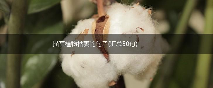 描写植物枯萎的句子(汇总50句),第1张