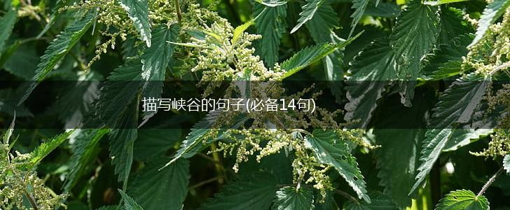 描写峡谷的句子(必备14句),第1张