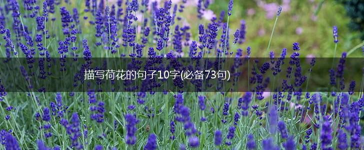 描写荷花的句子10字(必备73句),第1张
