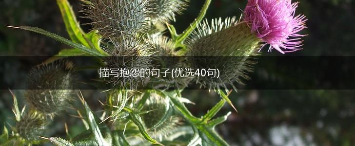 描写抱怨的句子(优选40句),第1张