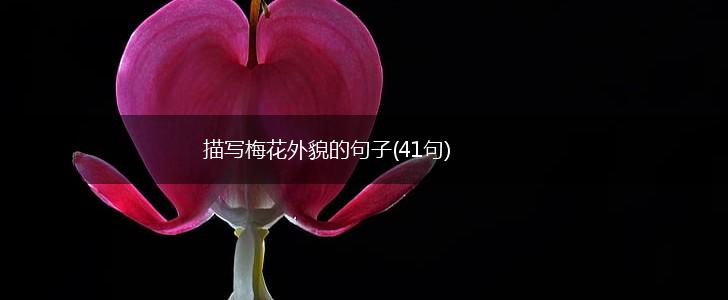 描写梅花外貌的句子(41句),第1张