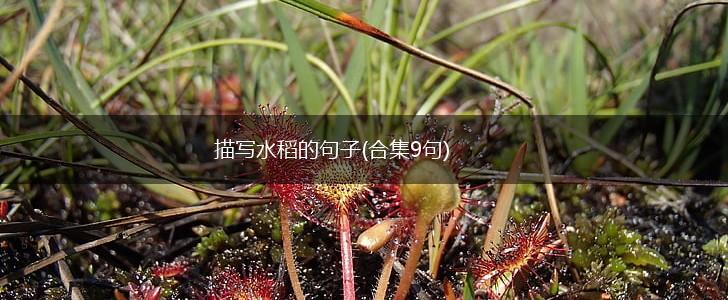 描写水稻的句子(合集9句),第1张