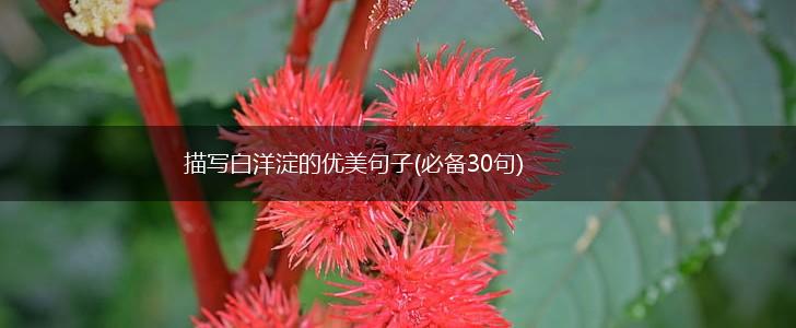 描写白洋淀的优美句子(必备30句),第1张
