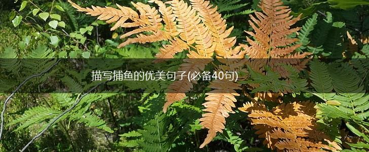 描写捕鱼的优美句子(必备40句),第1张
