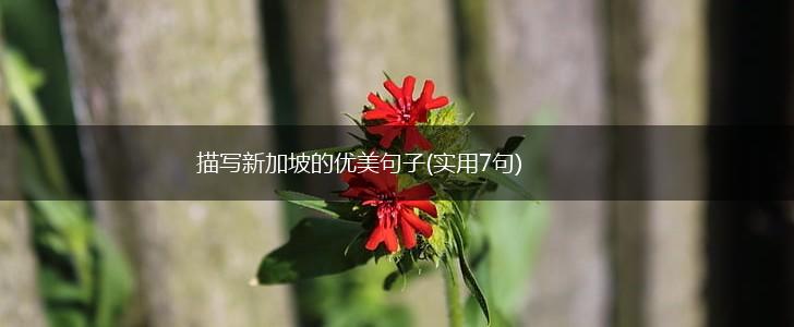 描写新加坡的优美句子(实用7句),第1张