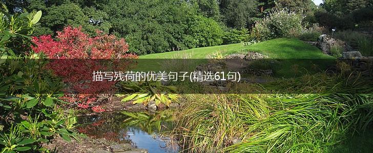 描写残荷的优美句子(精选61句),第1张