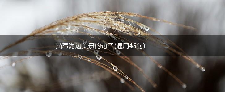 描写海边美景的句子(通用45句),第1张