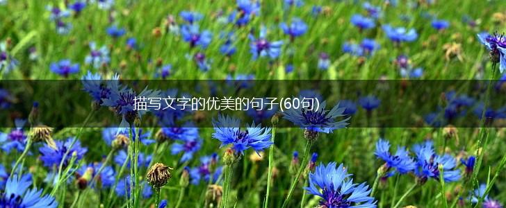 描写文字的优美的句子(60句),第1张