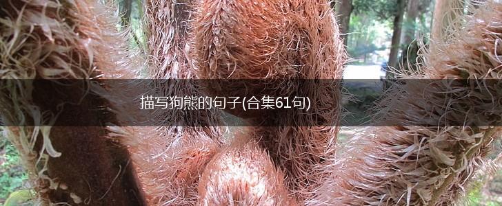 描写狗熊的句子(合集61句),第1张