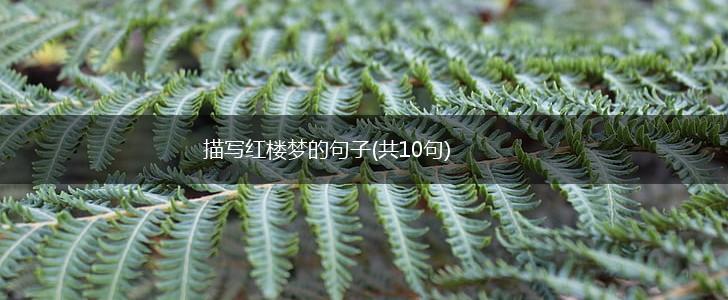 描写红楼梦的句子(共10句),第1张