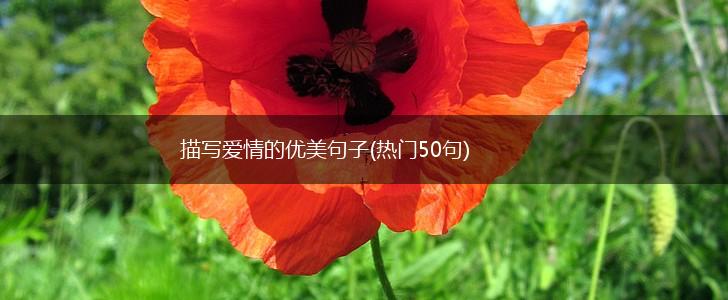 描写爱情的优美句子(热门50句),第1张