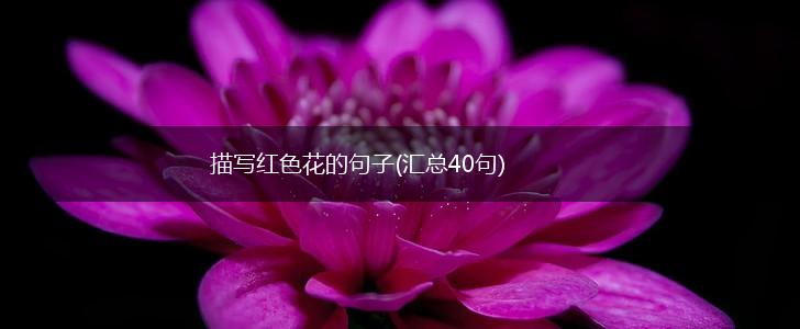 描写红色花的句子(汇总40句),第1张