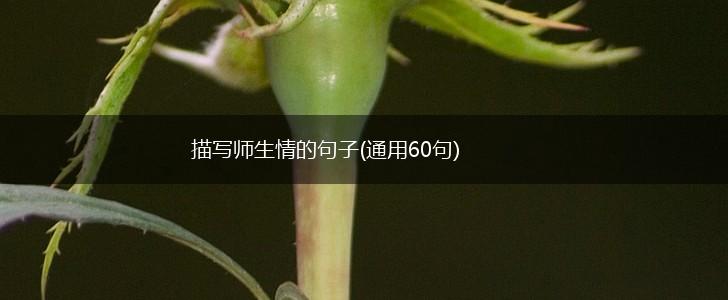 描写师生情的句子(通用60句),第1张