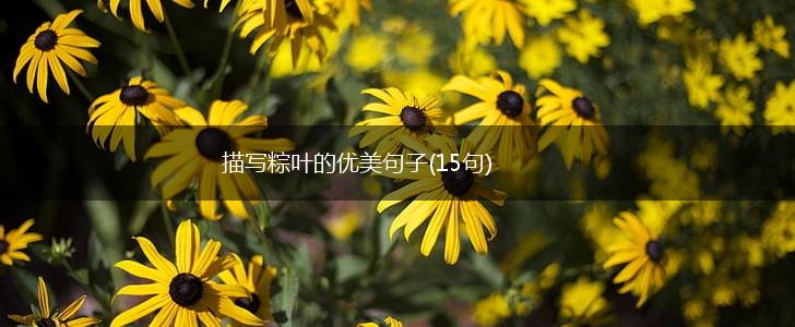描写粽叶的优美句子(15句),第1张