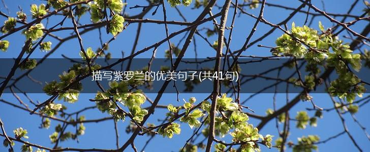 描写紫罗兰的优美句子(共41句),第1张