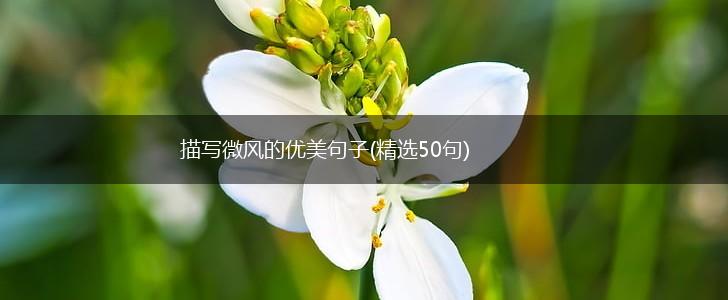 描写微风的优美句子(精选50句),第1张