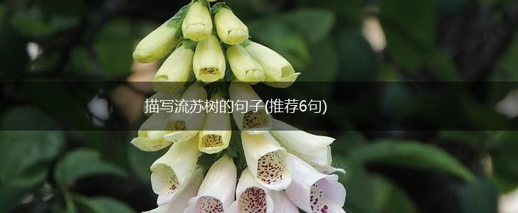 描写流苏树的句子(推荐6句),第1张