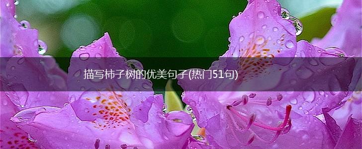 描写柿子树的优美句子(热门51句),第1张