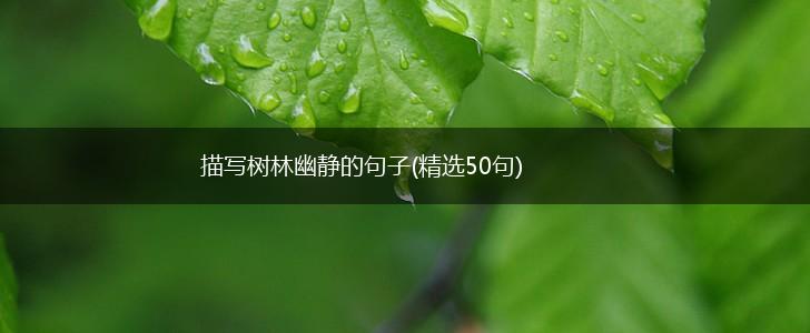 描写树林幽静的句子(精选50句),第1张