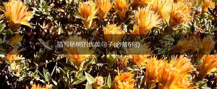 描写杨树的优美句子(必备6句),第1张